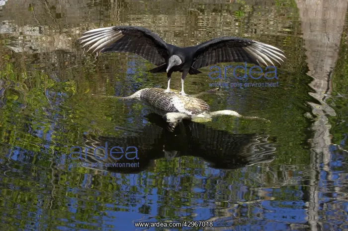  : American Black Vulture - on dead alligator