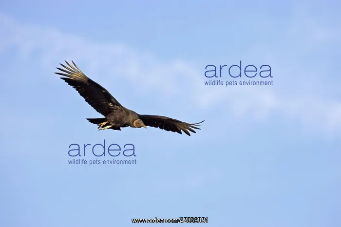 : American Black Vulture in flight : American Black Vulture in flight