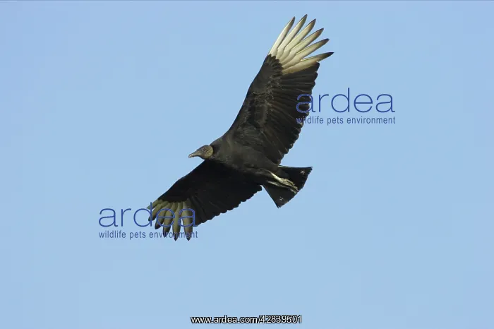 : American Black Vulture in flight : American Black Vulture in flight