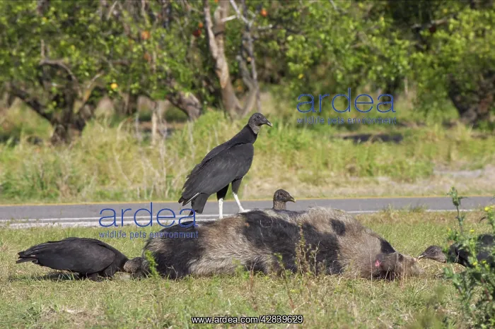 : American Black Vulture on road kill pig : American Black Vulture on road kill pig