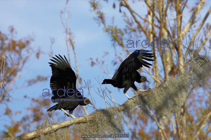 : American Black Vulture on spanish moss covered tree : American Black Vulture on spanish moss covered tree