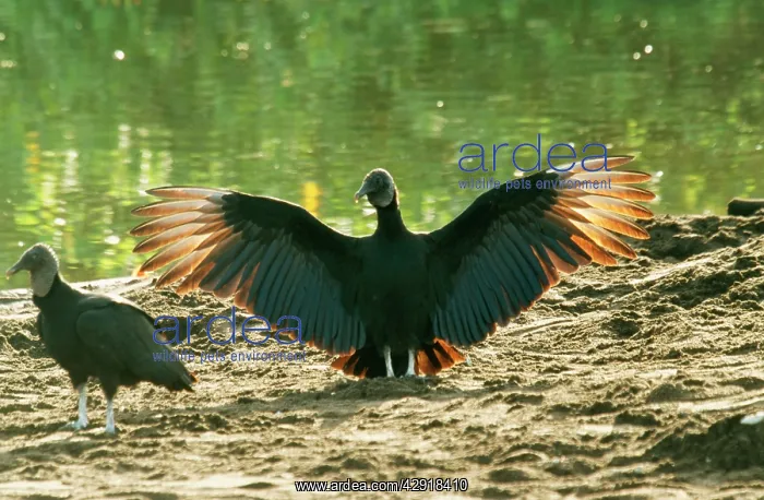  : American Black VULTURE - wings outstretched