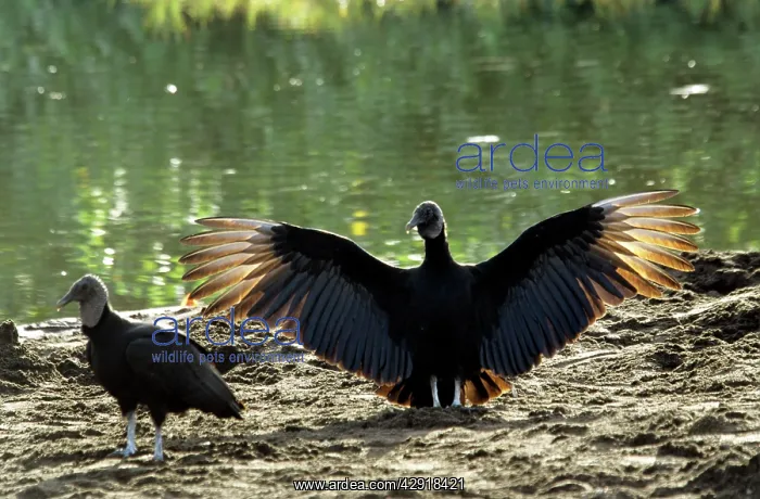  : American Black VULTURE - wings outstretched