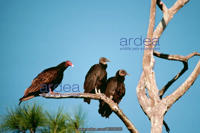 : American Black VULTURES on tree branch with Turkey Vulture : American Black VULTURES on tree branch with Turkey Vulture