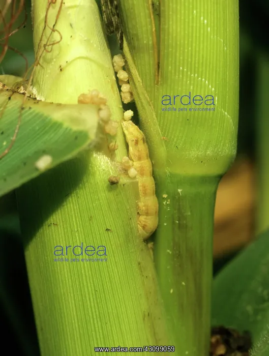 : American Bollworm Pest : American Bollworm Pest