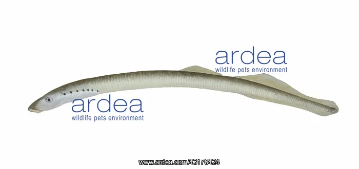 : American Brook Lamprey : American Brook Lamprey