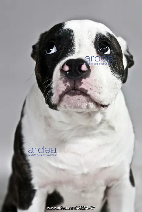 : American Bulldog looking sad, portrait : American Bulldog looking sad, portrait