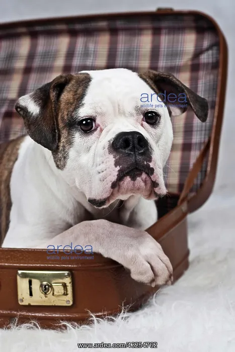 : American Bulldog lying in a suitcase, portrait : American Bulldog lying in a suitcase, portrait