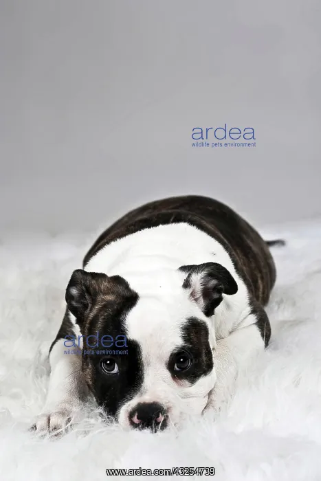: American Bulldog lying on a white plush blanket : American Bulldog lying on a white plush blanket