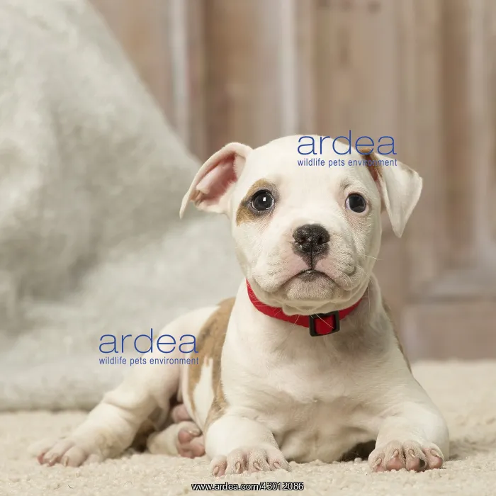  : American Bulldog puppy dog indoors