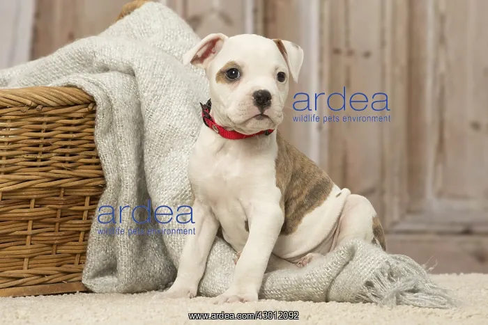  : American Bulldog puppy dog indoors