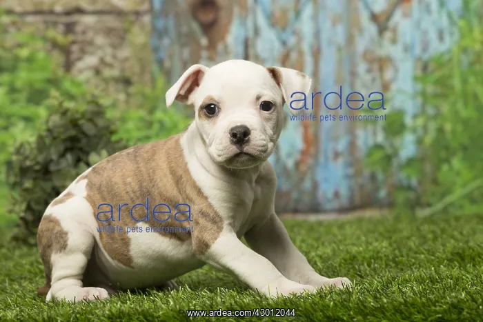  : American Bulldog puppy dog outdoors
