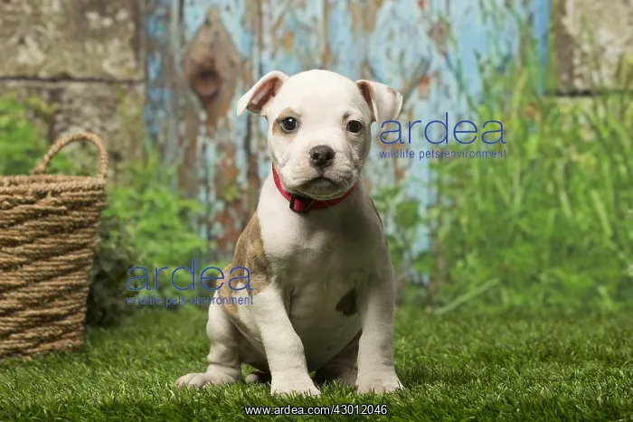  : American Bulldog puppy dog outdoors