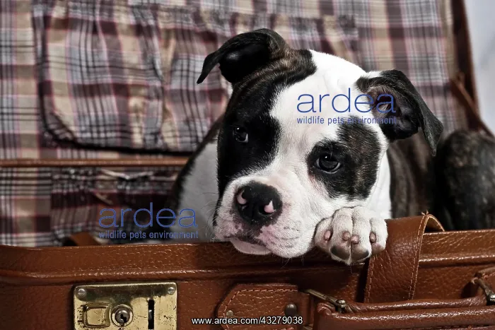 : American Bulldog putting paw and head on the edge : American Bulldog putting paw and head on the edge