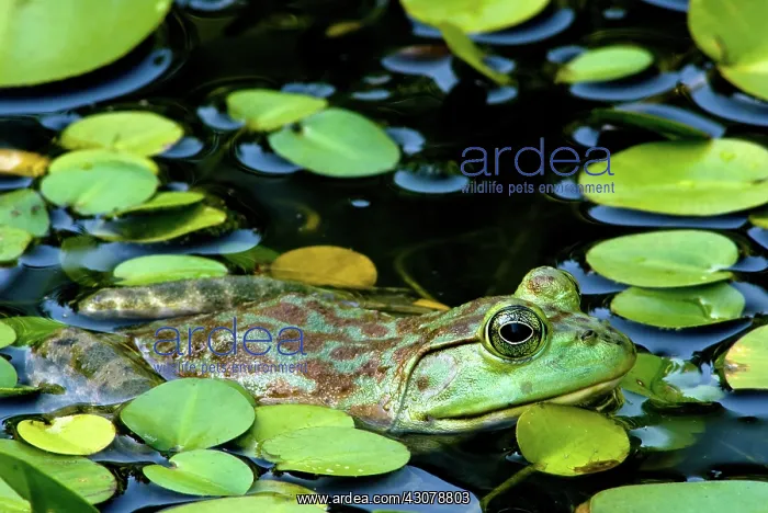 : American Bullfrog : American Bullfrog