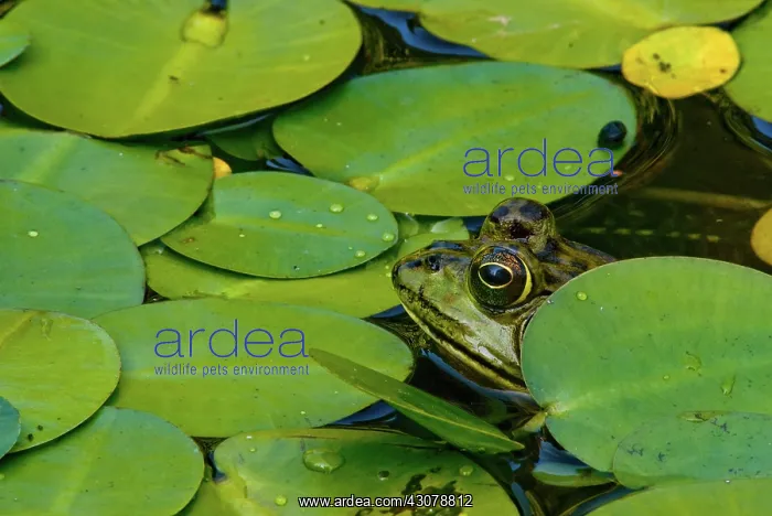 : American Bullfrog : American Bullfrog