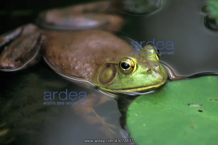 : American Bullfrog : American Bullfrog
