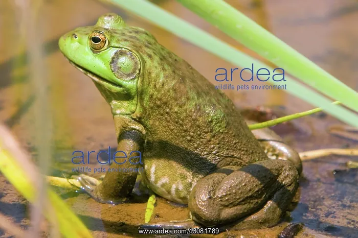: American Bullfrog : American Bullfrog