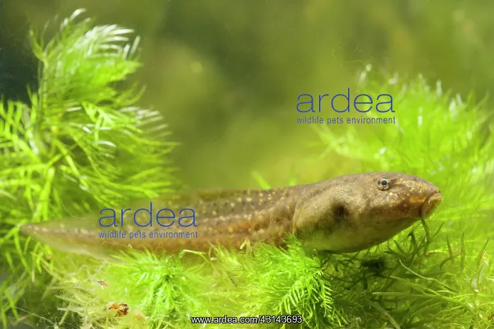: American Bullfrog : American Bullfrog
