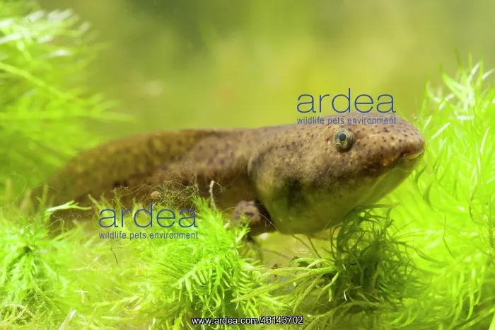 : American Bullfrog