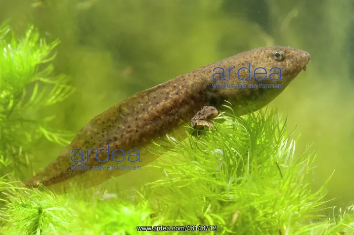 : American Bullfrog : American Bullfrog