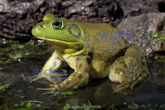 : American Bullfrog : American Bullfrog