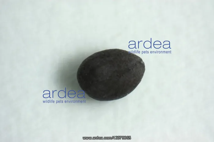: American bullfrog egg : American bullfrog egg