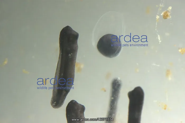 : American bullfrog egg and tadpoles : American bullfrog egg and tadpoles