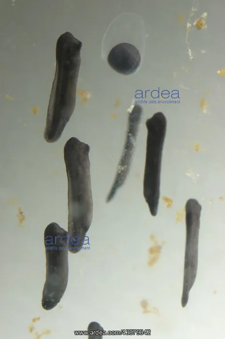 : American bullfrog egg and tadpoles : American bullfrog egg and tadpoles