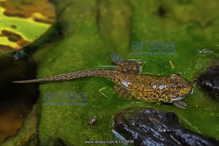 : American bullfrog (Lithobates catesbeianus), tadpole : American bullfrog (Lithobates catesbeianus), tadpole