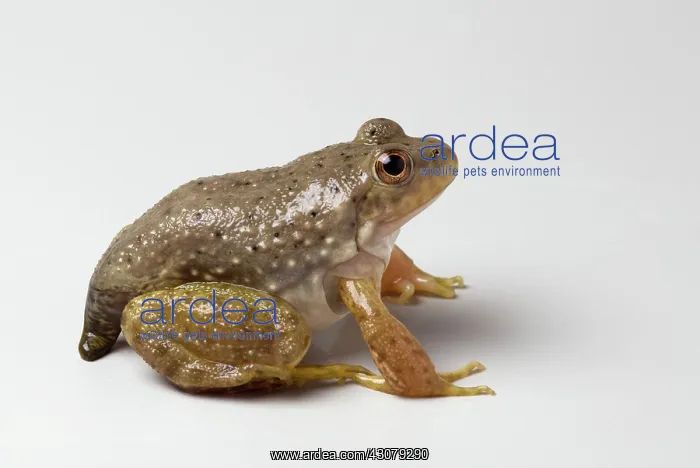  : American bullfrog with partial tail