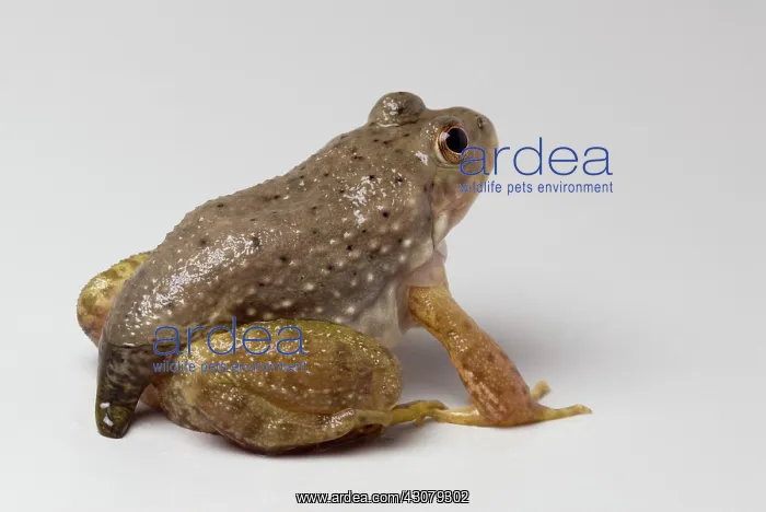 : American bullfrog with partial tail : American bullfrog with partial tail