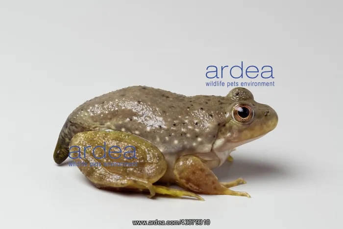 : American bullfrog with partial tail : American bullfrog with partial tail