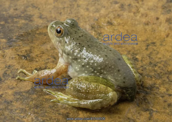 : American bullfrog with partial tail : American bullfrog with partial tail