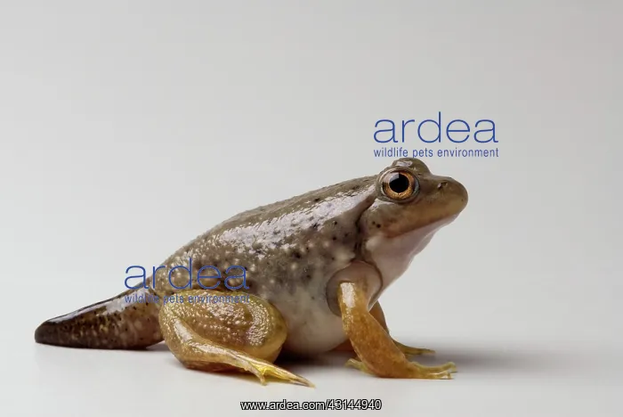 : American bullfrog with partial tail : American bullfrog with partial tail