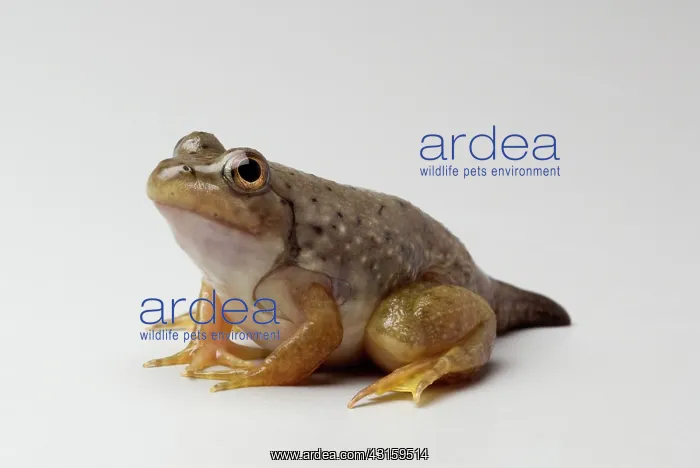 : American bullfrog with partial tail : American bullfrog with partial tail