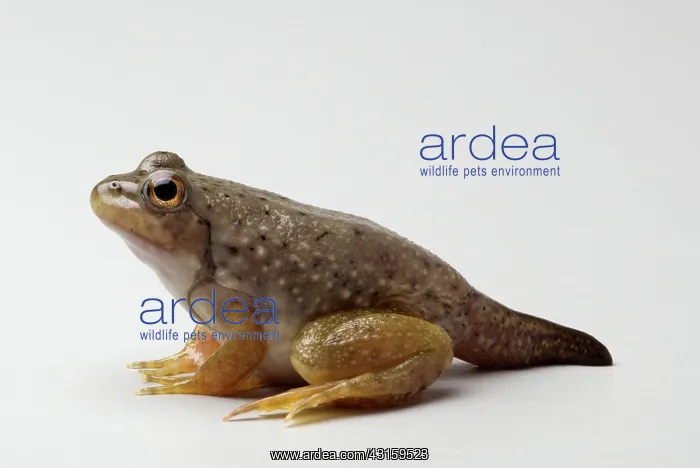 : American bullfrog with partial tail : American bullfrog with partial tail