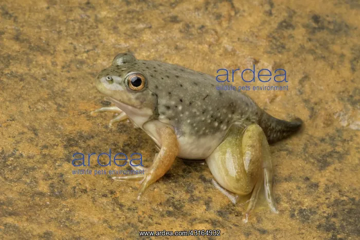 : American bullfrog with partial tail : American bullfrog with partial tail