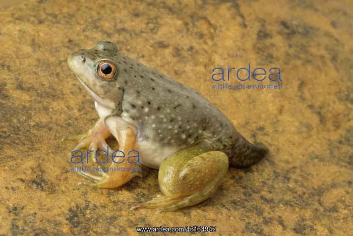 : American bullfrog with partial tail : American bullfrog with partial tail