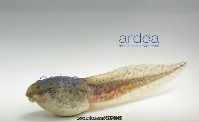  : American bullfrog tadpole