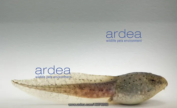  : American bullfrog tadpole
