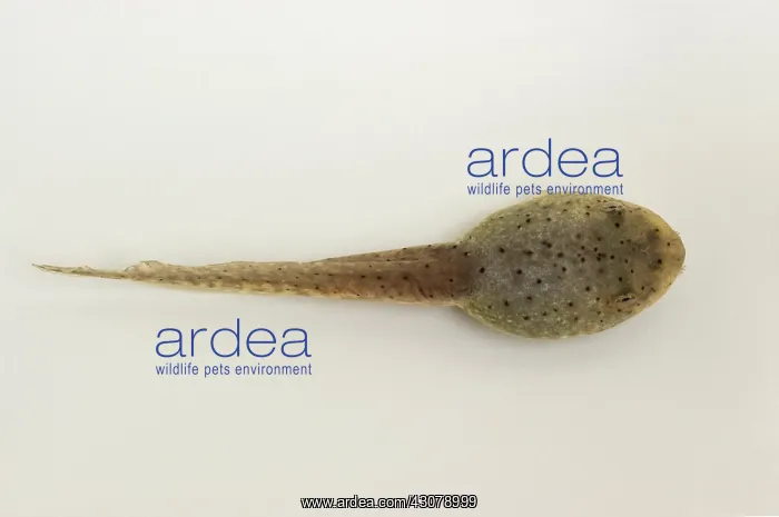 : American bullfrog tadpole : American bullfrog tadpole