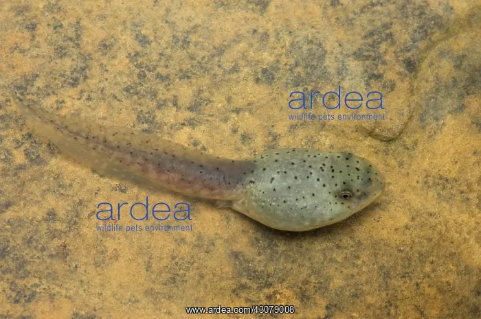: American bullfrog tadpole : American bullfrog tadpole