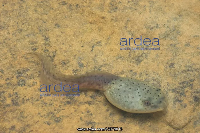 : American bullfrog tadpole : American bullfrog tadpole
