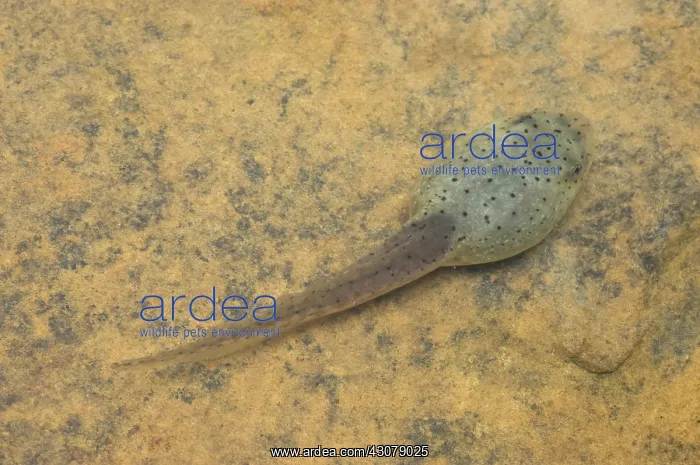  : American bullfrog tadpole