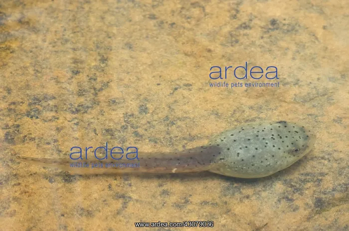 : American bullfrog tadpole : American bullfrog tadpole