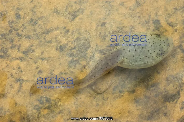 : American bullfrog tadpole : American bullfrog tadpole