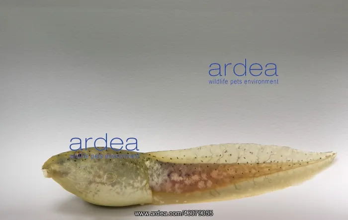 : American bullfrog tadpole : American bullfrog tadpole