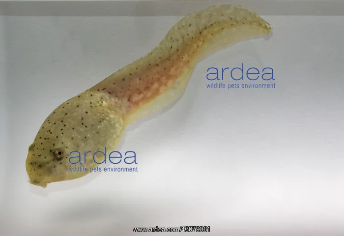 : American bullfrog tadpole : American bullfrog tadpole