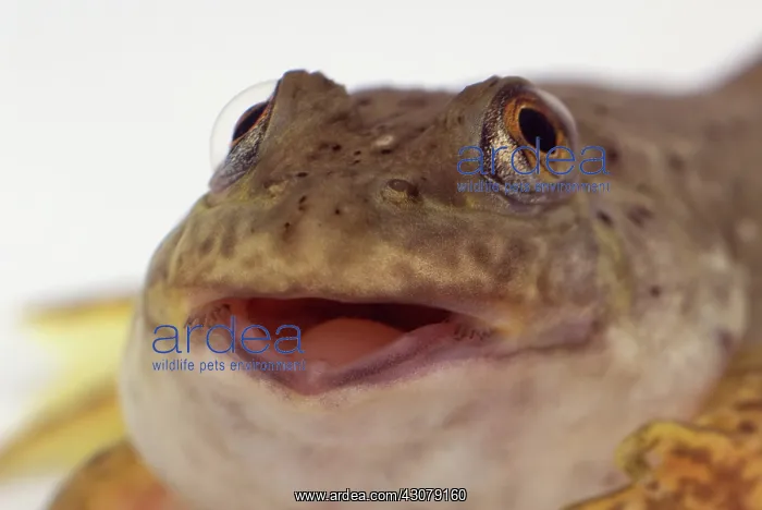 : American bullfrog tadpole : American bullfrog tadpole